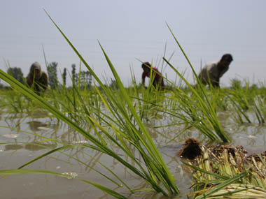 Farmers plant saplings in rice field in Shariefabad on the outskirts of Srinagar