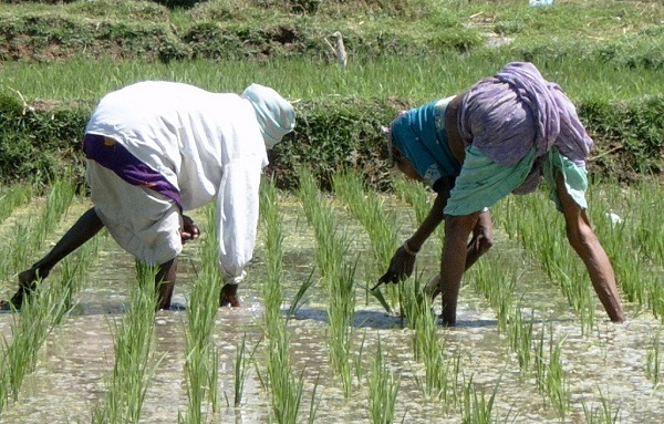 Working_in_the_rice_paddy