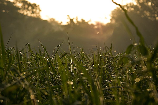 Aarey Grasslands near Picnic Point in Aarey.