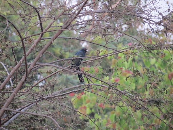 Asian Koel a large, long-tailed, cuckoo.