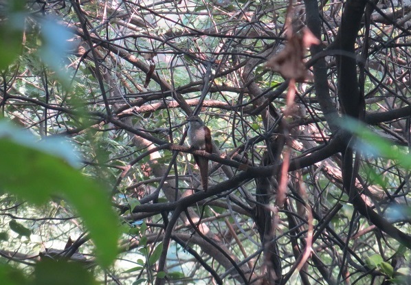 Banded Bay Cuckoo, usually found in Aarey near the New Zealand Hostel, have a round-nostril.