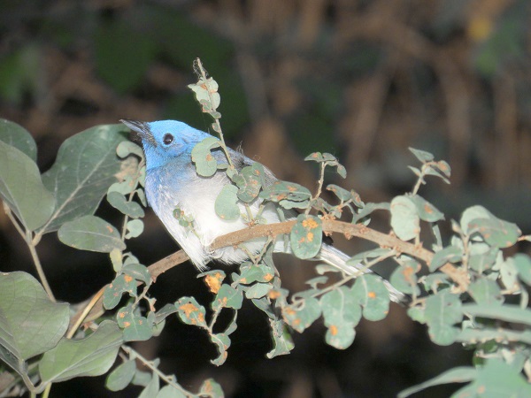 Black-Naped Monarch are insectivorous birds that have short legs and sit very upright.