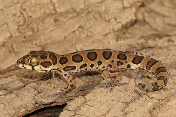 Forest Spotted Gecko are lizards found on tree branches near Royal palms in Aarey.