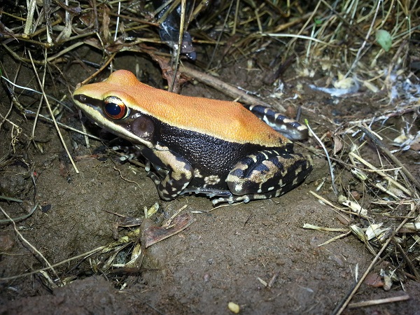 Fungoid frog, or Malabar Hills frog, is a colourful frog found on the forest floor of Aarey.