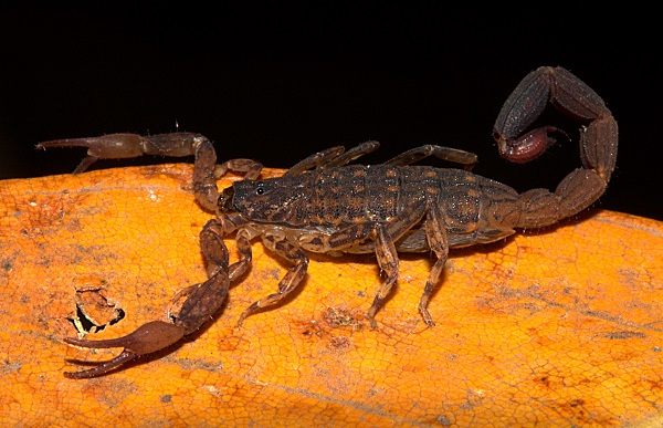 Isometrus rigidulus is a one of the five species of scorpions found in Aarey. 