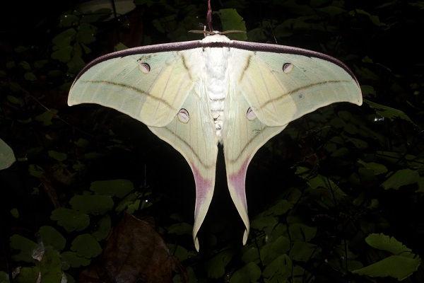 Moon Moth, a medium to large-sized moth, is found on broader leaves in Aarey's deep forests.