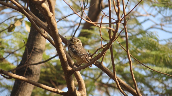 Spotted Owl is a nocturnal bird but is sometimes spotted during the day when disturbed by intruders.