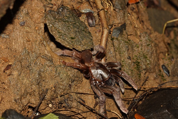 Strong Trapdoor Tarantula has been spotted on many tree branches in the deep forest of Aarey.
