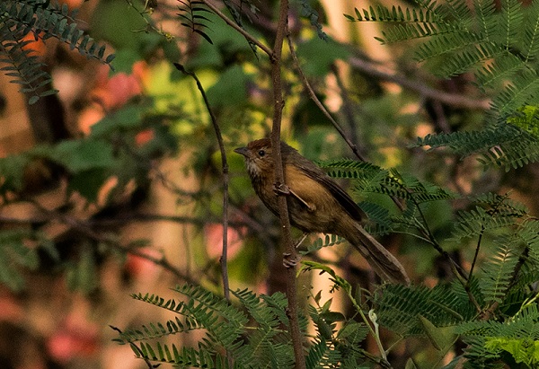 Tawny-Bellied Babbler is spotted commonly in the tall grasslands of Aarey. (Source: Shashank Birla) 