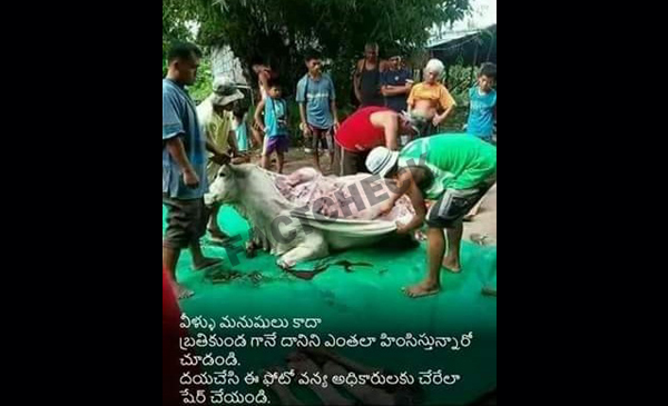 Telangana BJP Leader Shares Cow Skinning Pic From Abroad, Says Its India