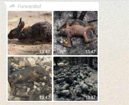 Image of Burnt Animals