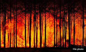 Image shows burning trees in a forest