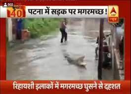 Crocodile abp news