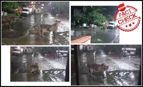 lion spotted