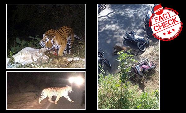Tigers On The Prowl In Madhya Pradesh? Old Images Recycled To Create A  Scare | BOOM