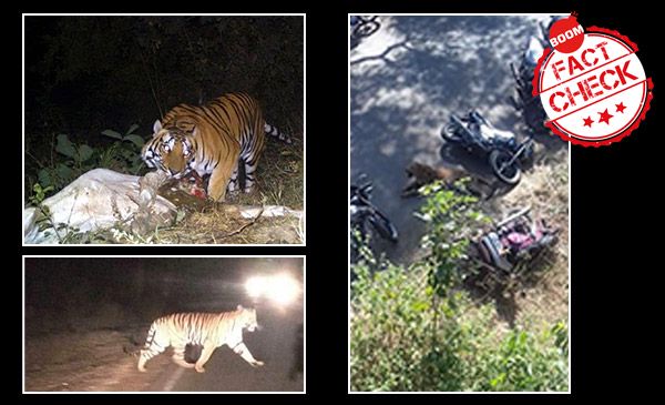 Tigers On The Prowl In Madhya Pradesh? Old Images Recycled To Create A Scare | BOOM Tigers On The Prowl In Madhya Pradesh? Old Images Recycled To Create A Scare | BOOM